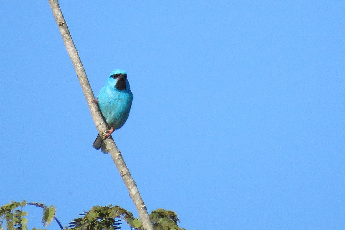Blue Dacnis - ML642104527