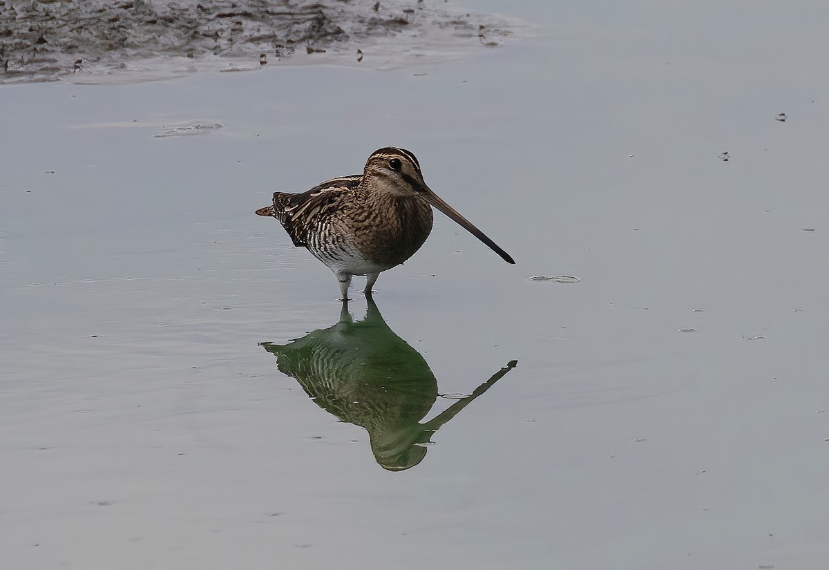 Common Snipe - ML642104533