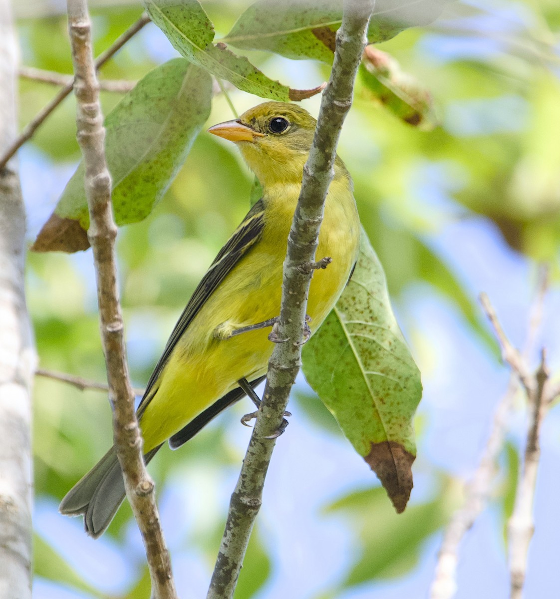 Western Tanager - ML642104534