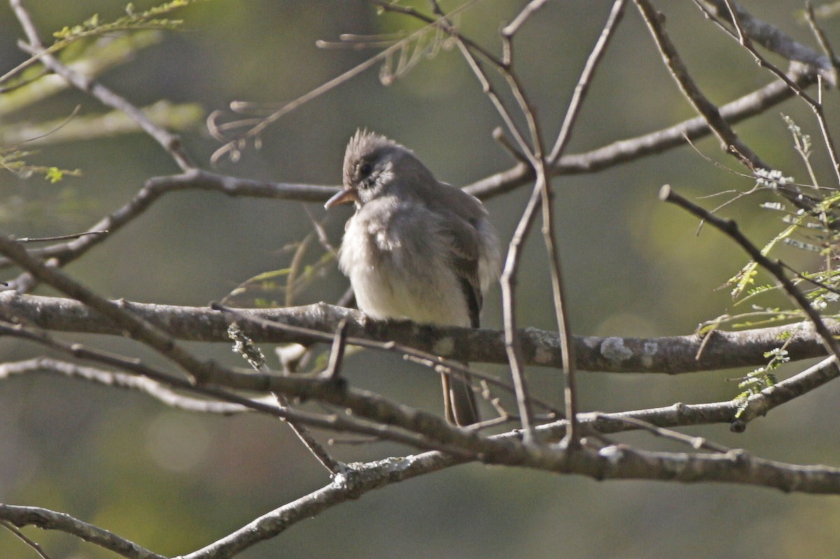 Smoke-colored Pewee - ML642104548