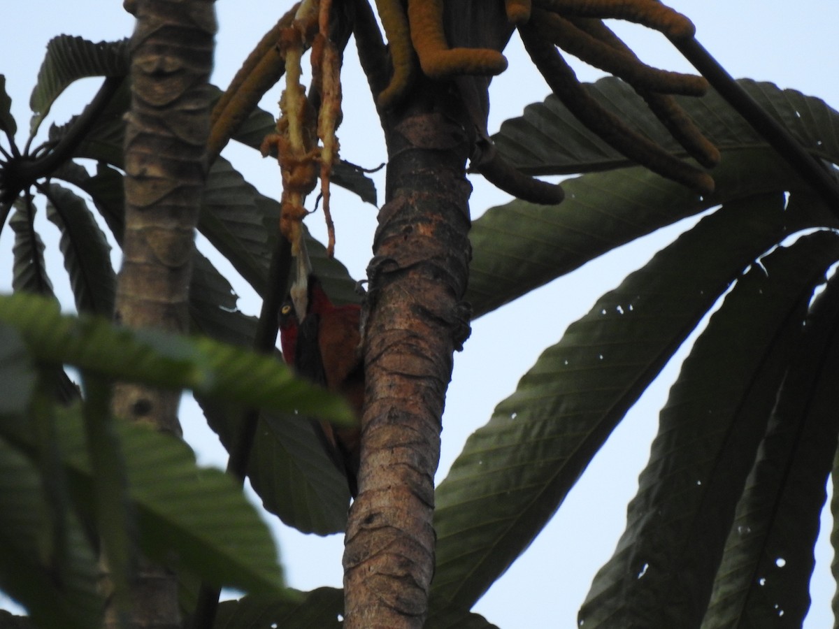 Red-necked Woodpecker - ML642104549