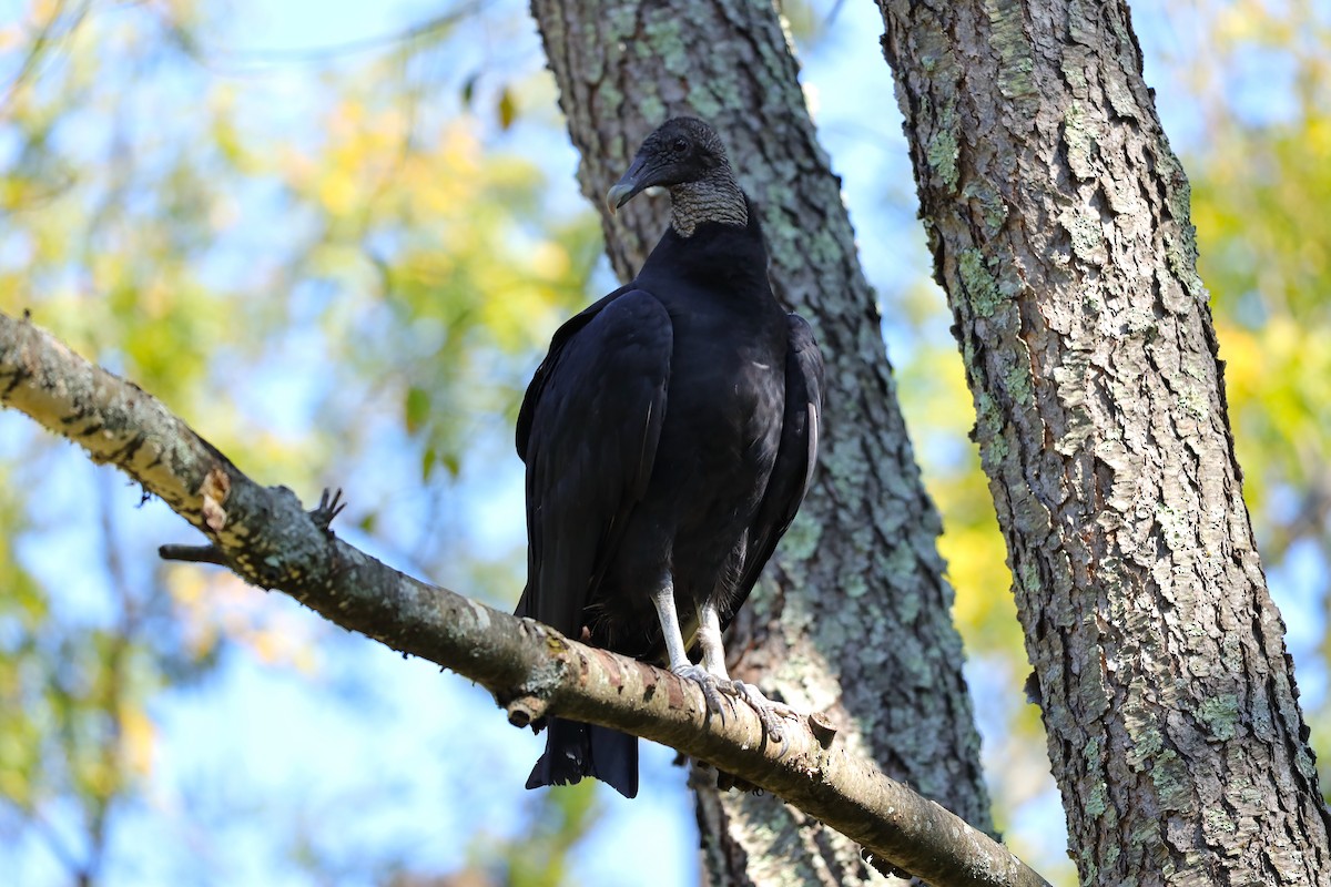 Black Vulture - ML642104559