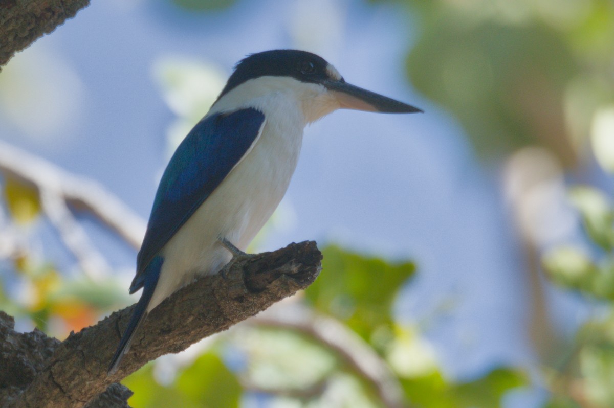Forest Kingfisher - ML642104587