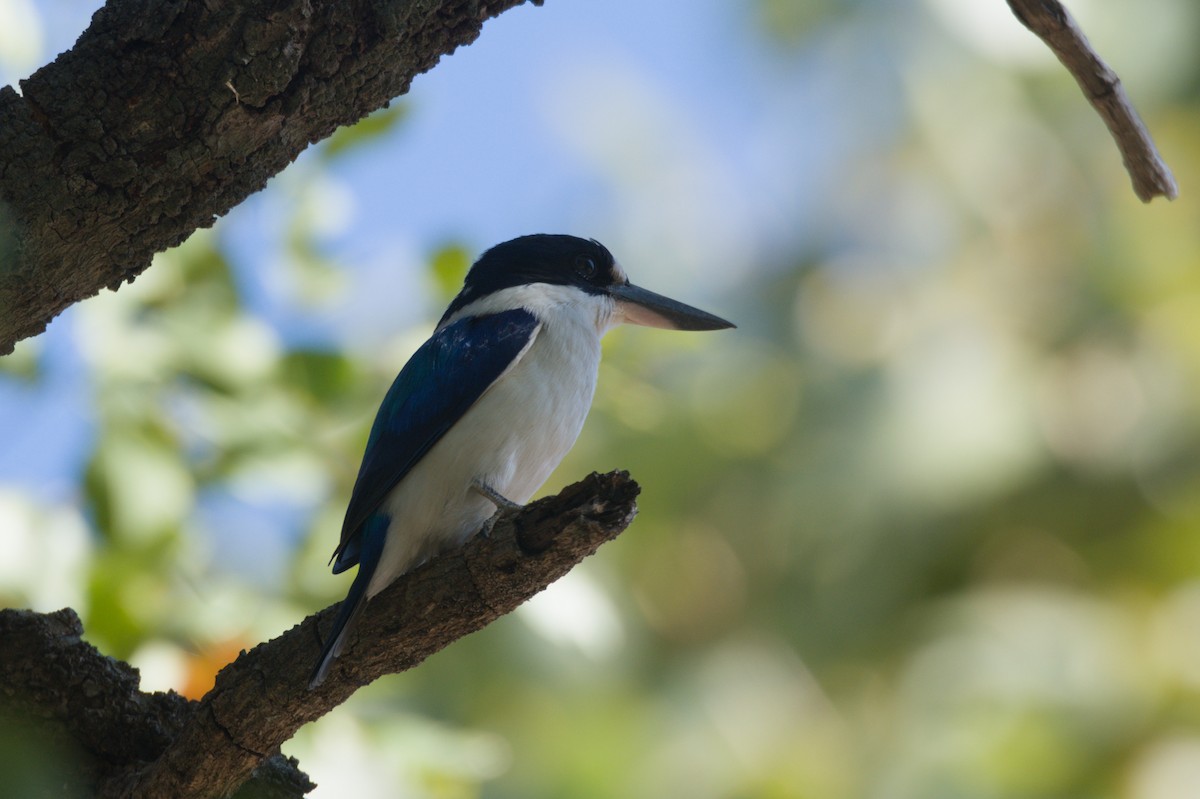 Forest Kingfisher - ML642104588