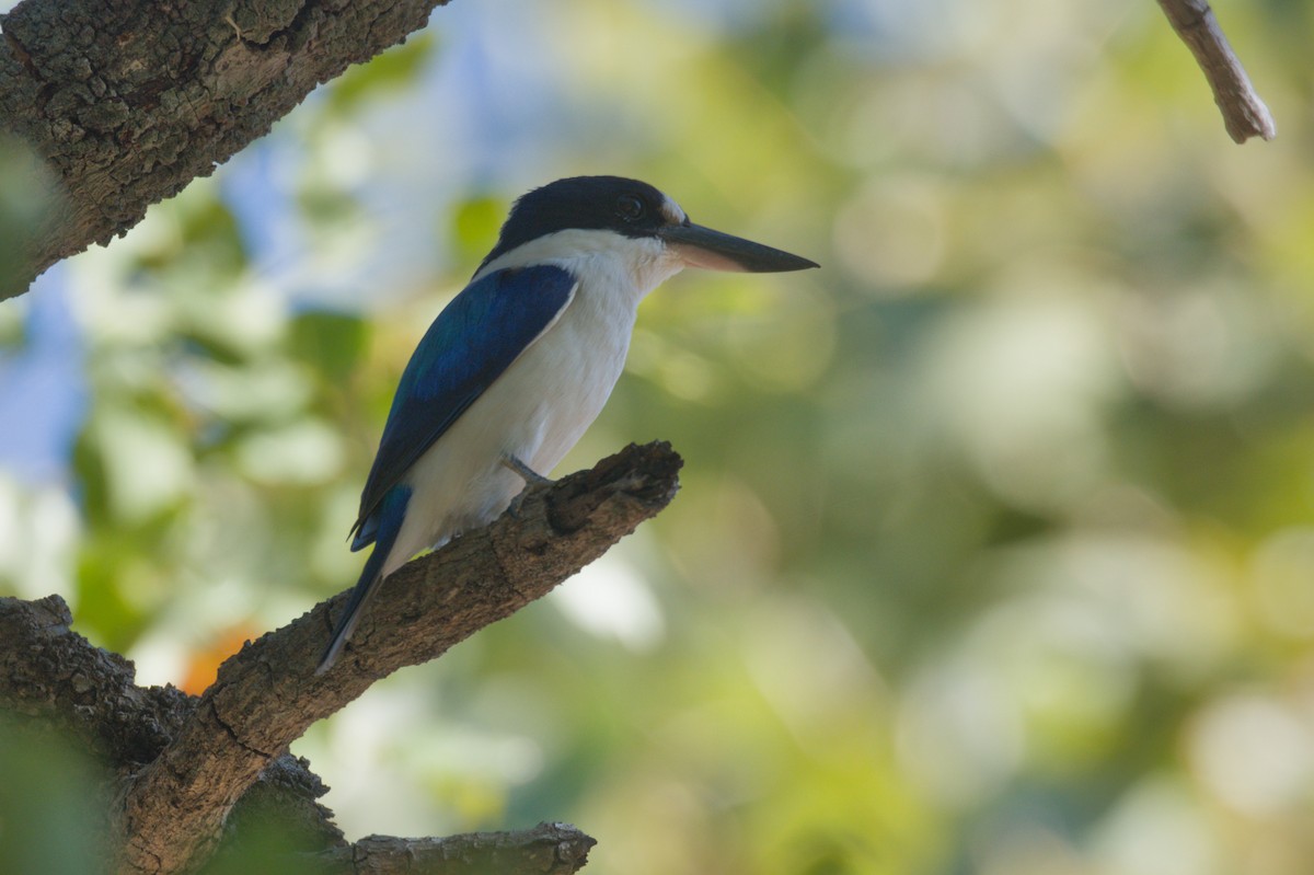 Forest Kingfisher - ML642104589