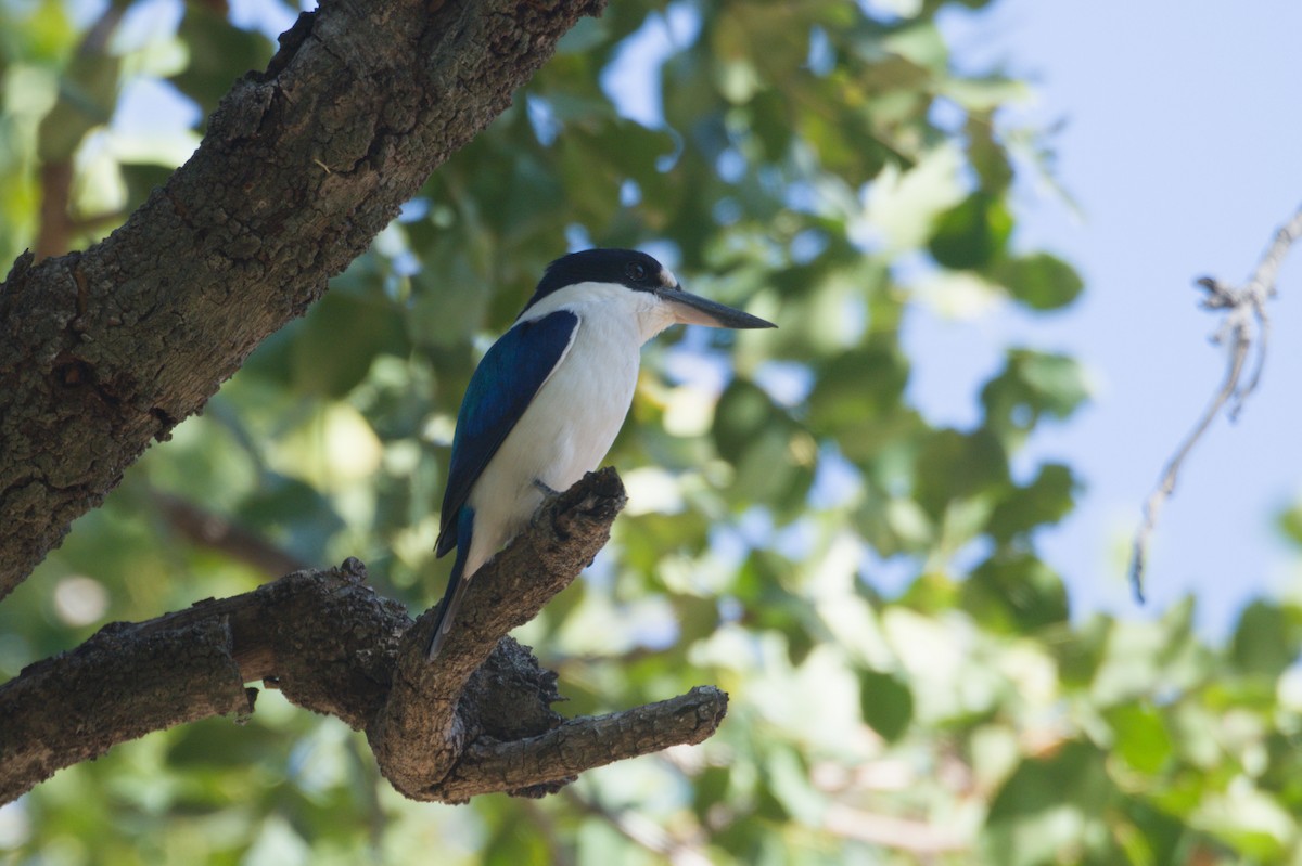 Forest Kingfisher - ML642104590