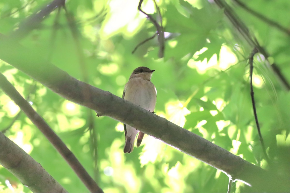 Semicollared Flycatcher - ML642104594