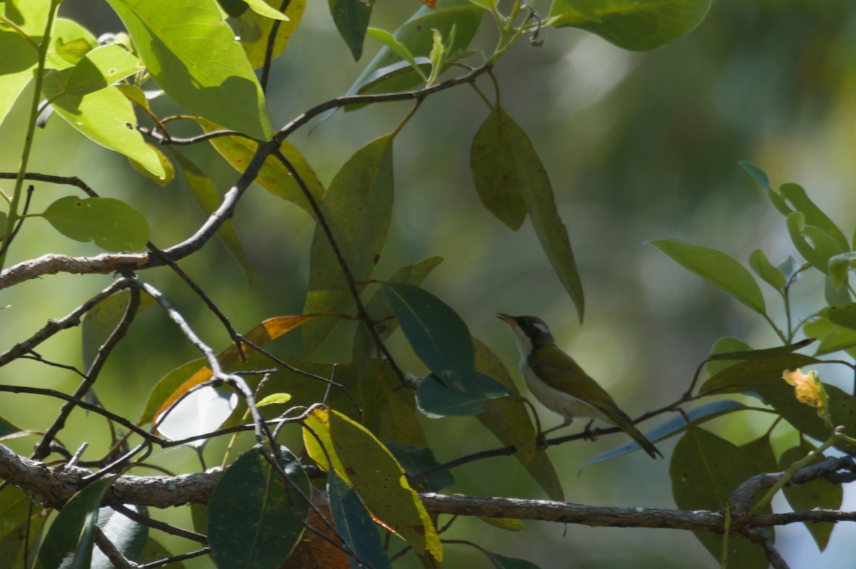 White-throated Honeyeater - ML642104595