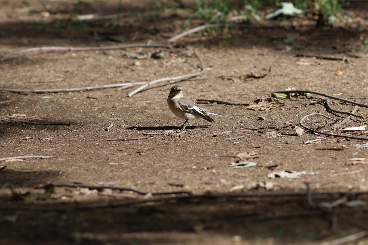 Collared Flycatcher - ML642104604
