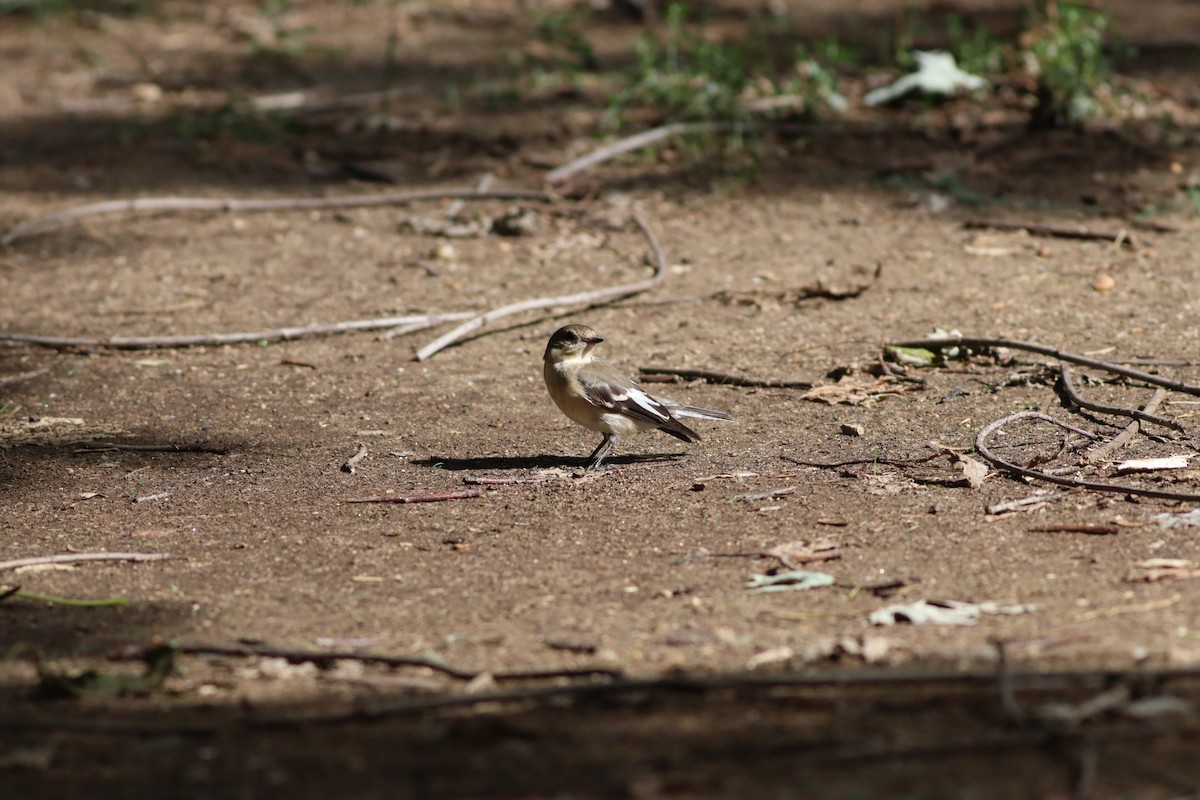 Collared Flycatcher - ML642104606