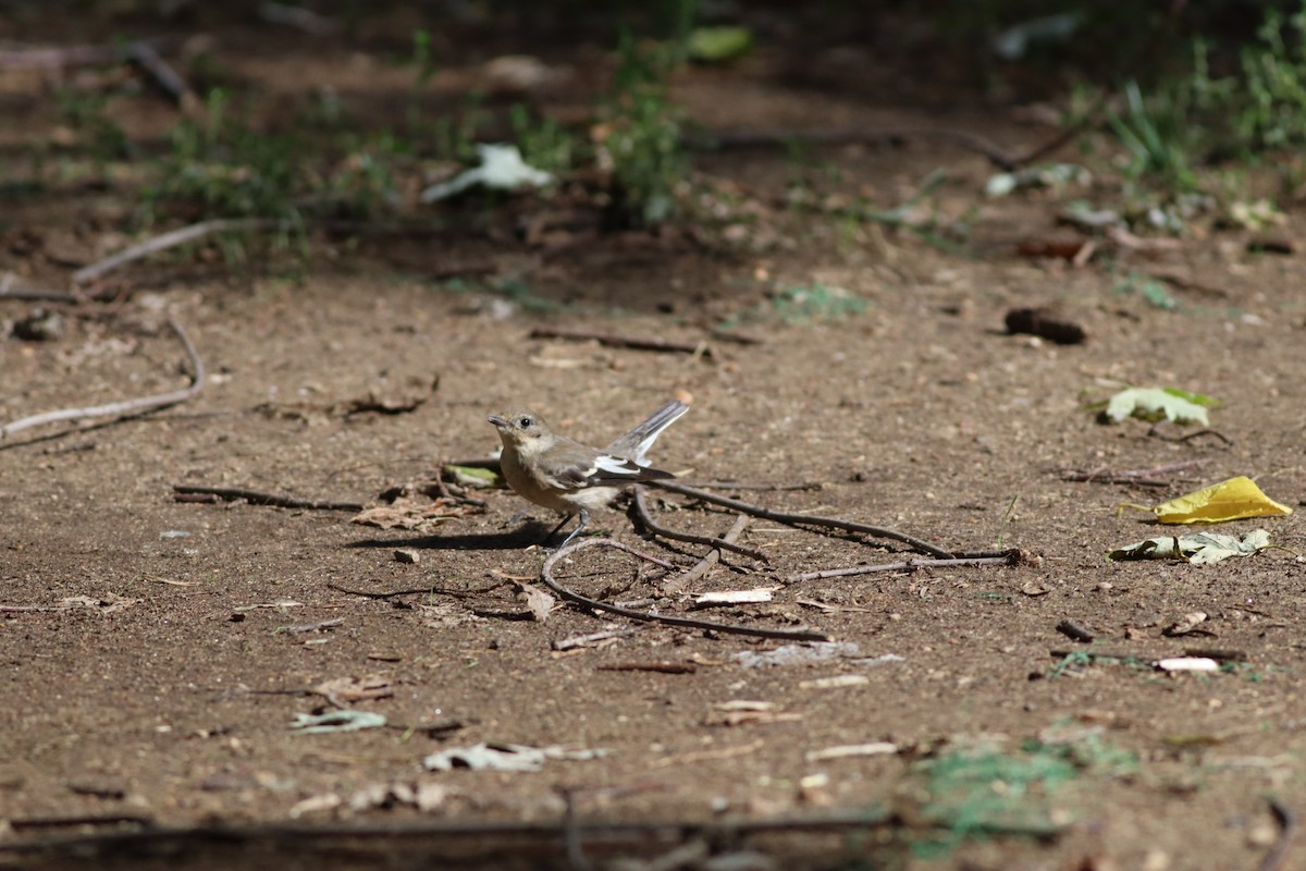 Collared Flycatcher - ML642104608