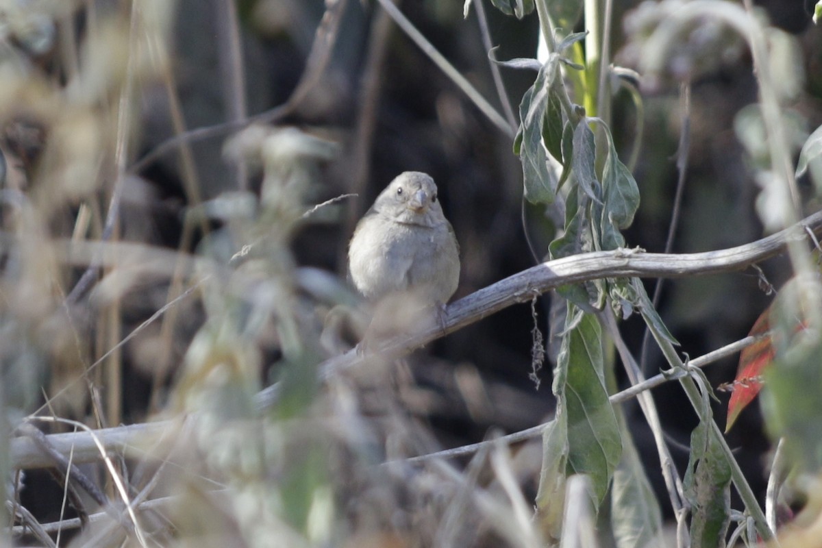 Dull-colored Grassquit - ML642104618