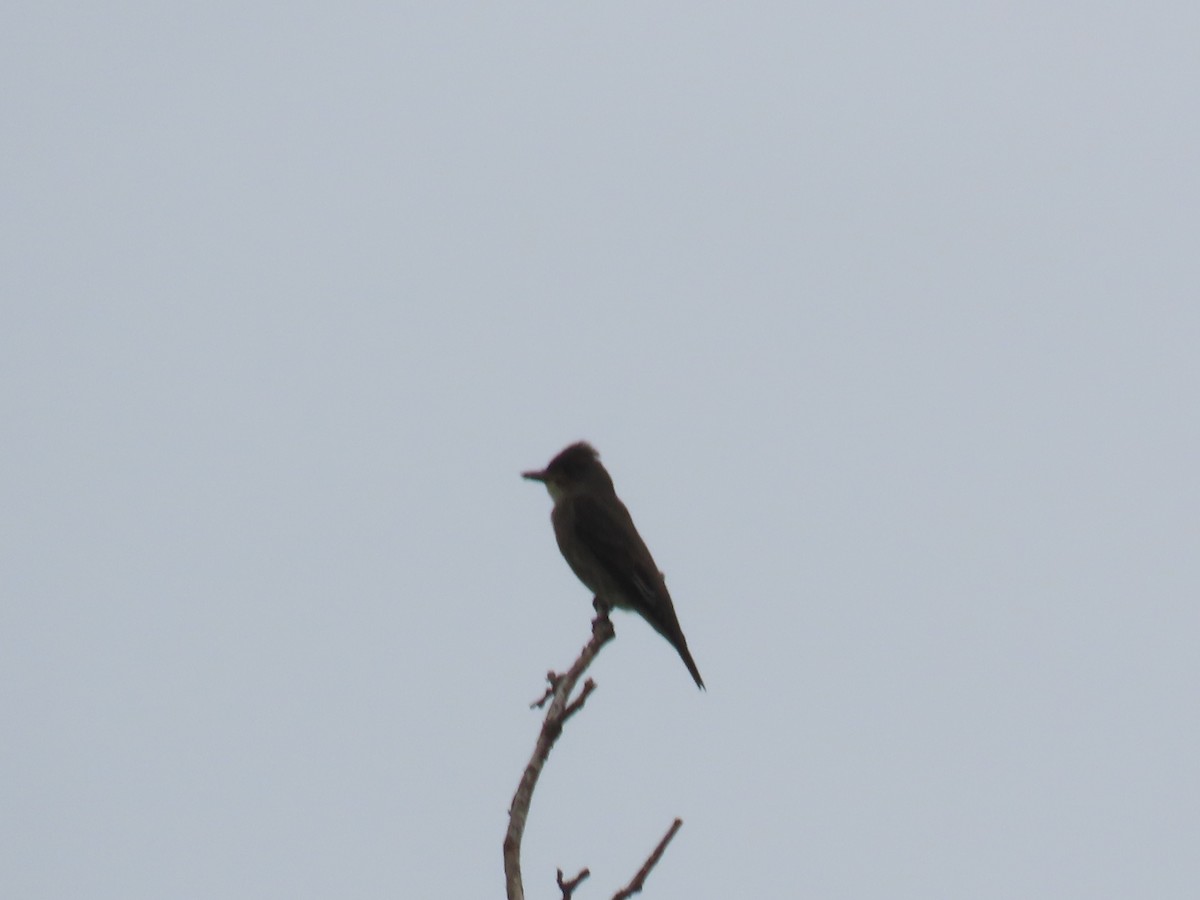 Olive-sided Flycatcher - ML642104653