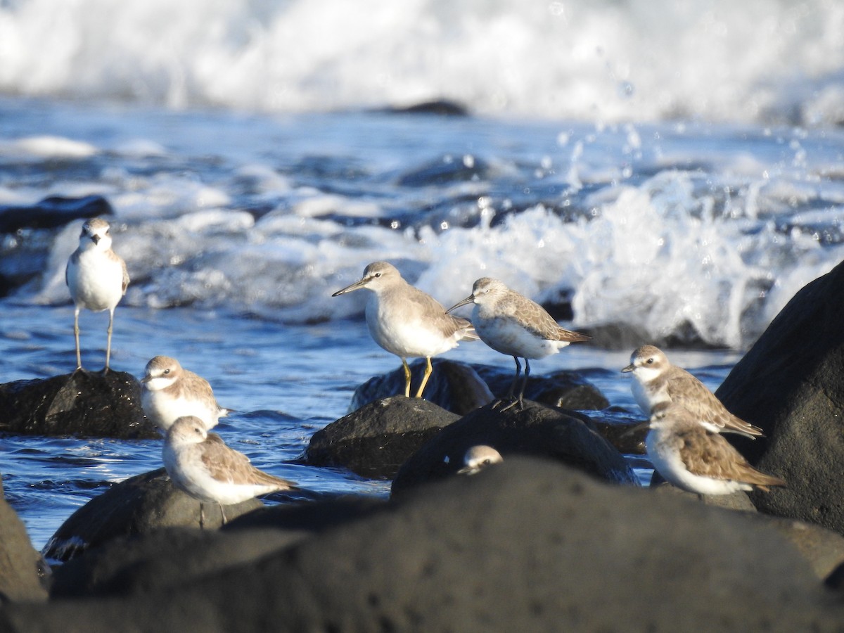 Gray-tailed Tattler - ML642104657