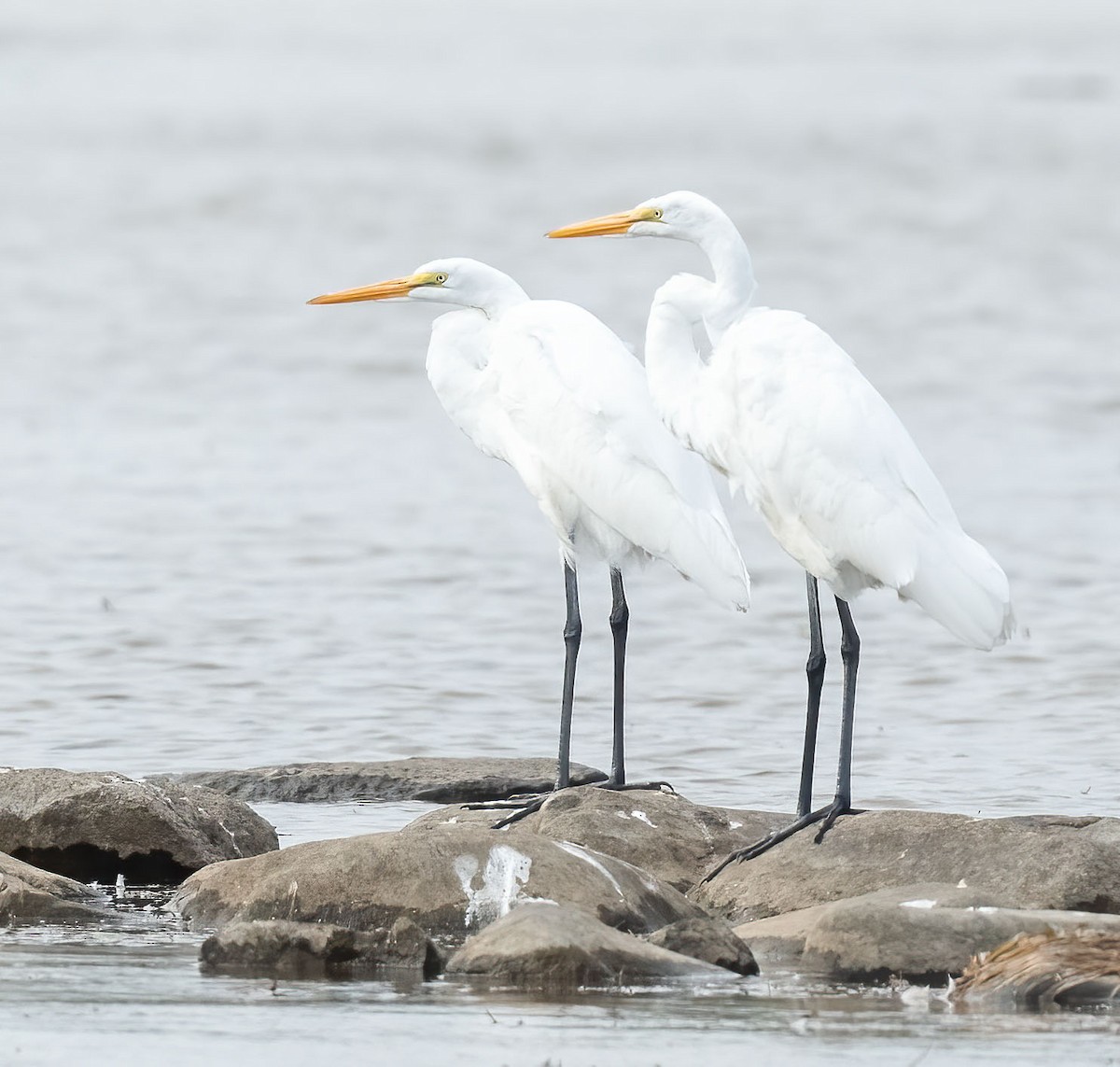 Great Egret - ML642104659