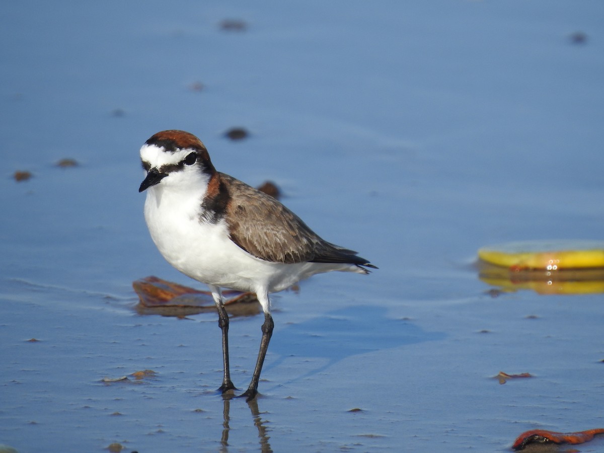 Red-capped Plover - ML642104665