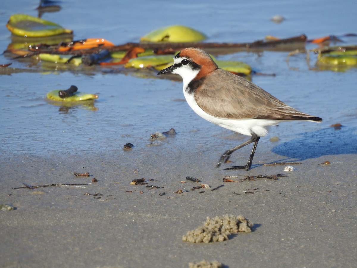 Red-capped Plover - ML642104666