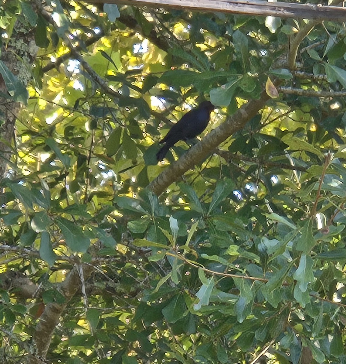 Purple Martin - ML642104681