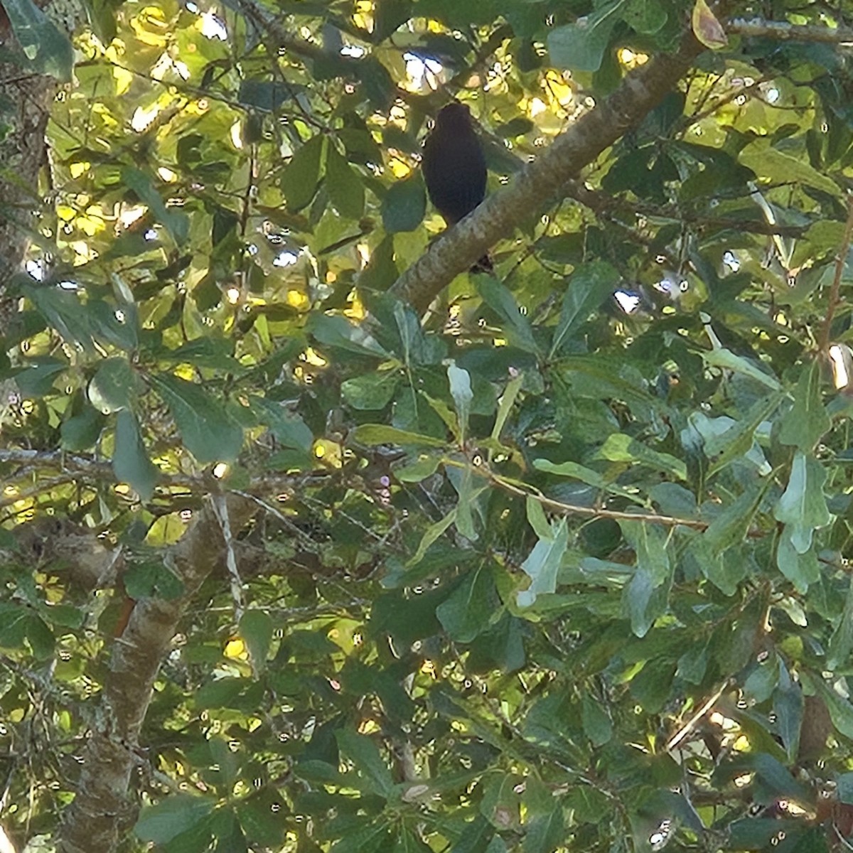 Purple Martin - ML642104682