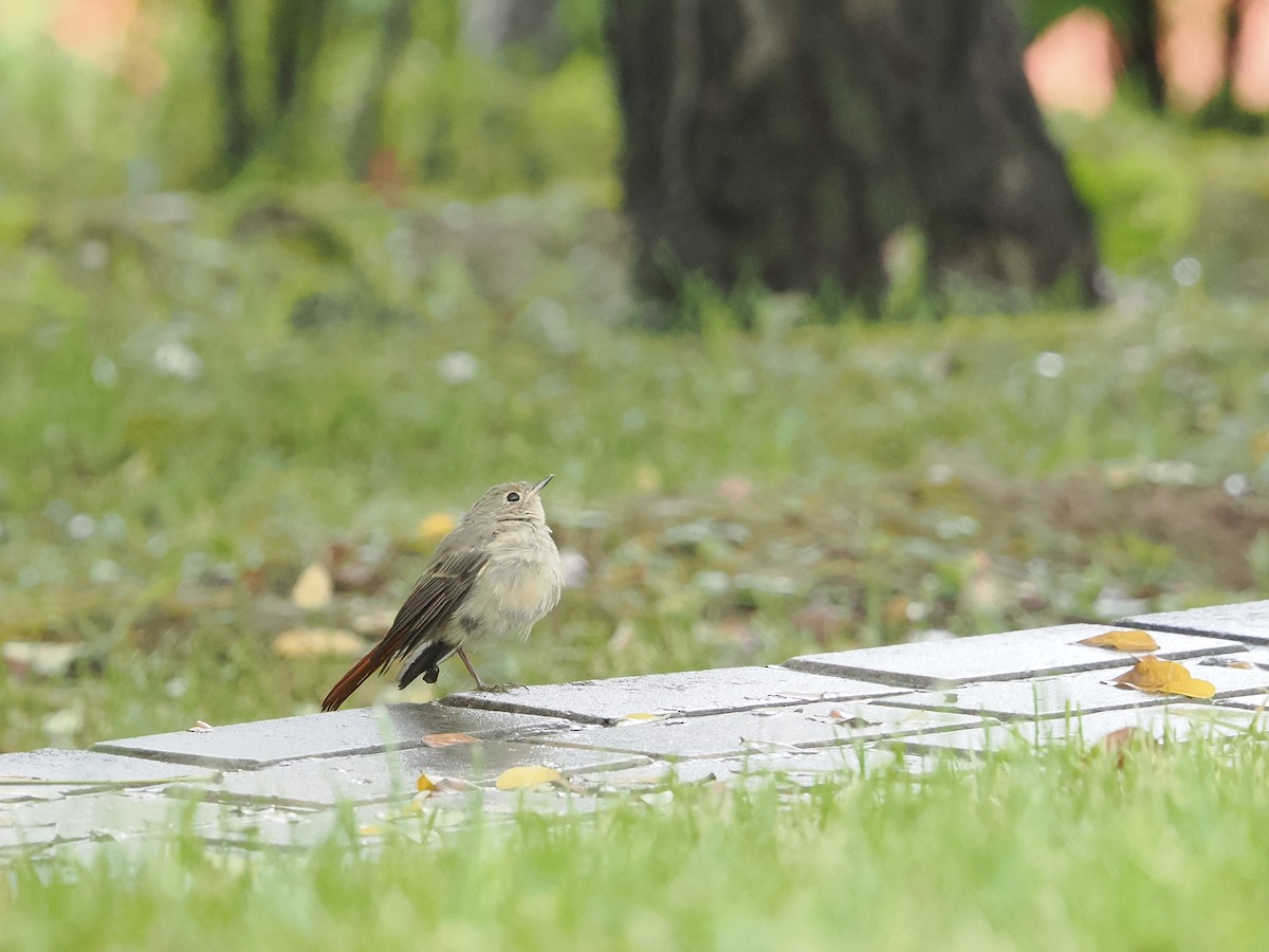 Hodgson's Redstart - ML642104710