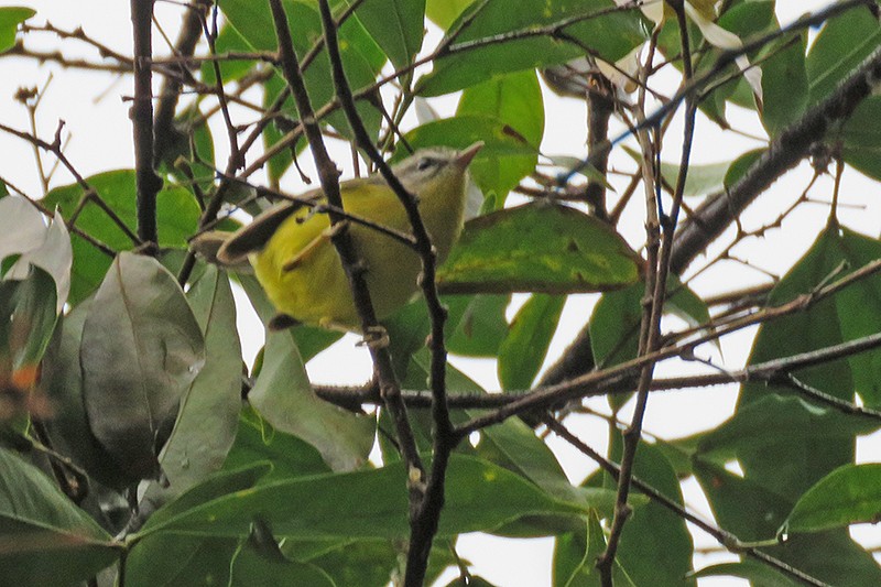 Golden-crowned Warbler - ML642104720