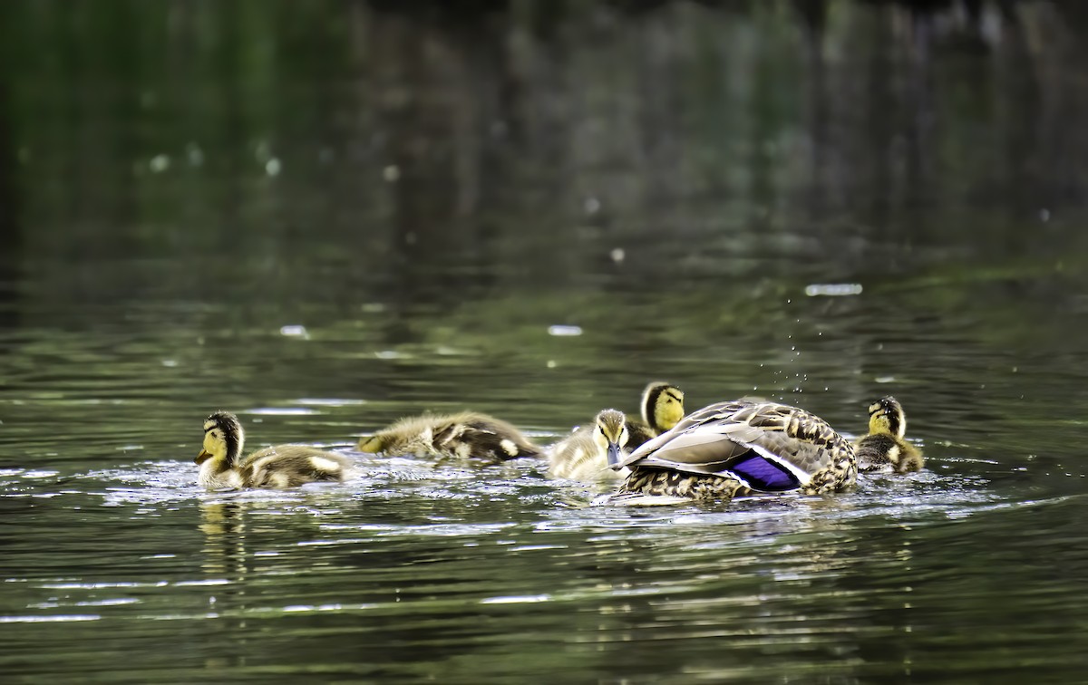 Mallard - ML642104721