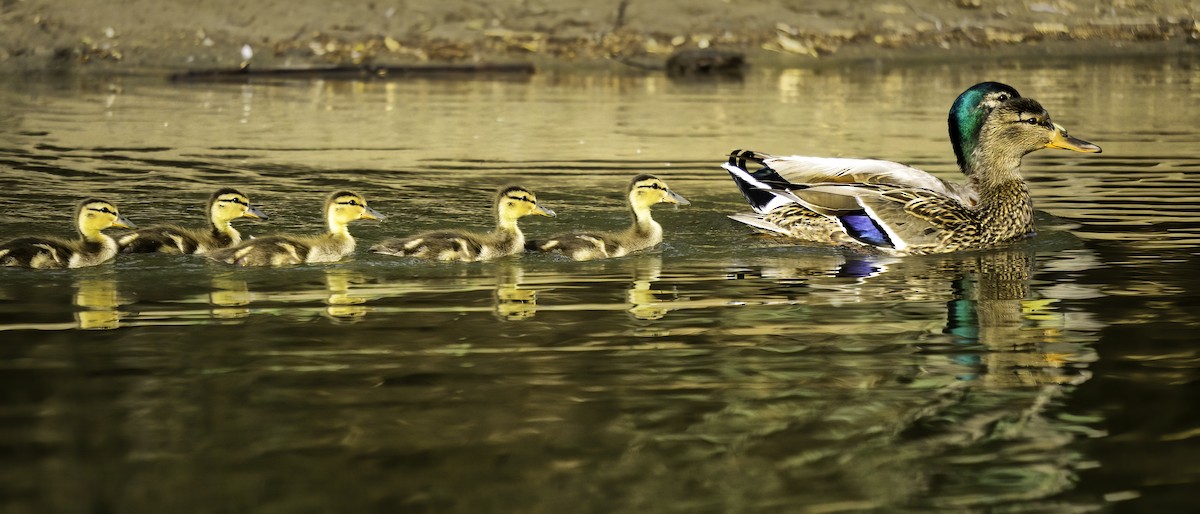 Mallard - ML642104722