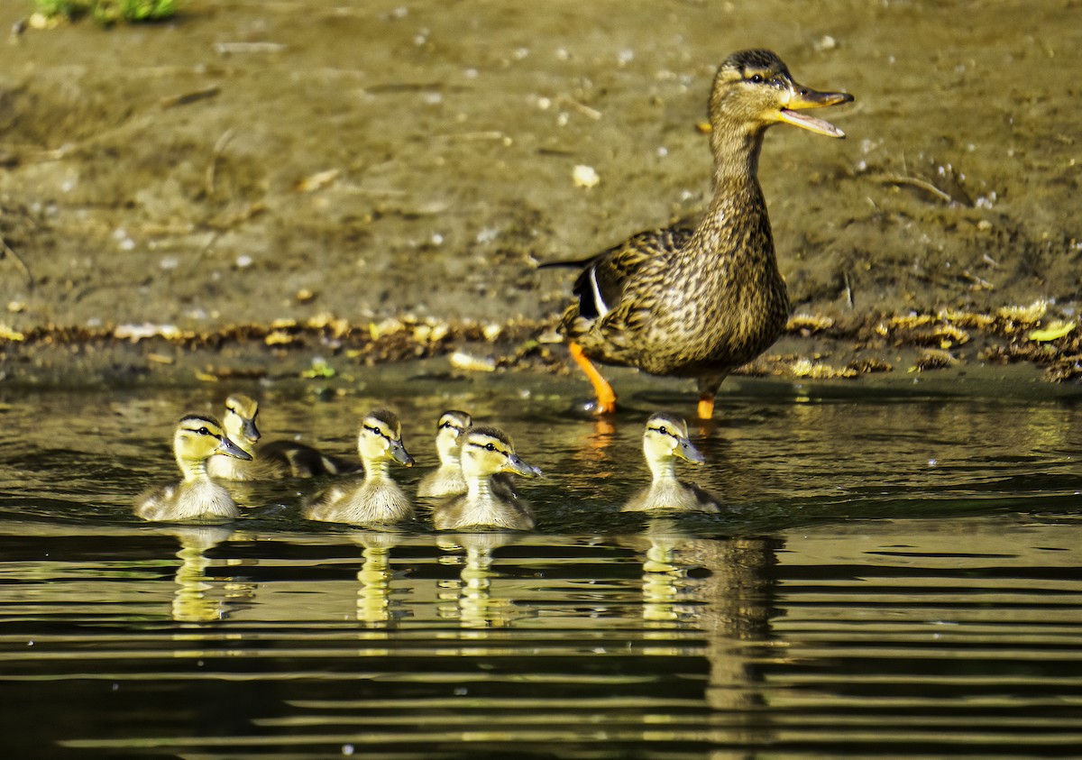 Mallard - ML642104723