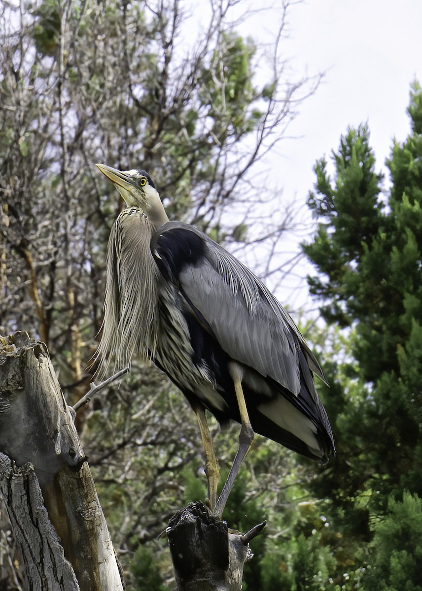 Great Blue Heron - ML642104732