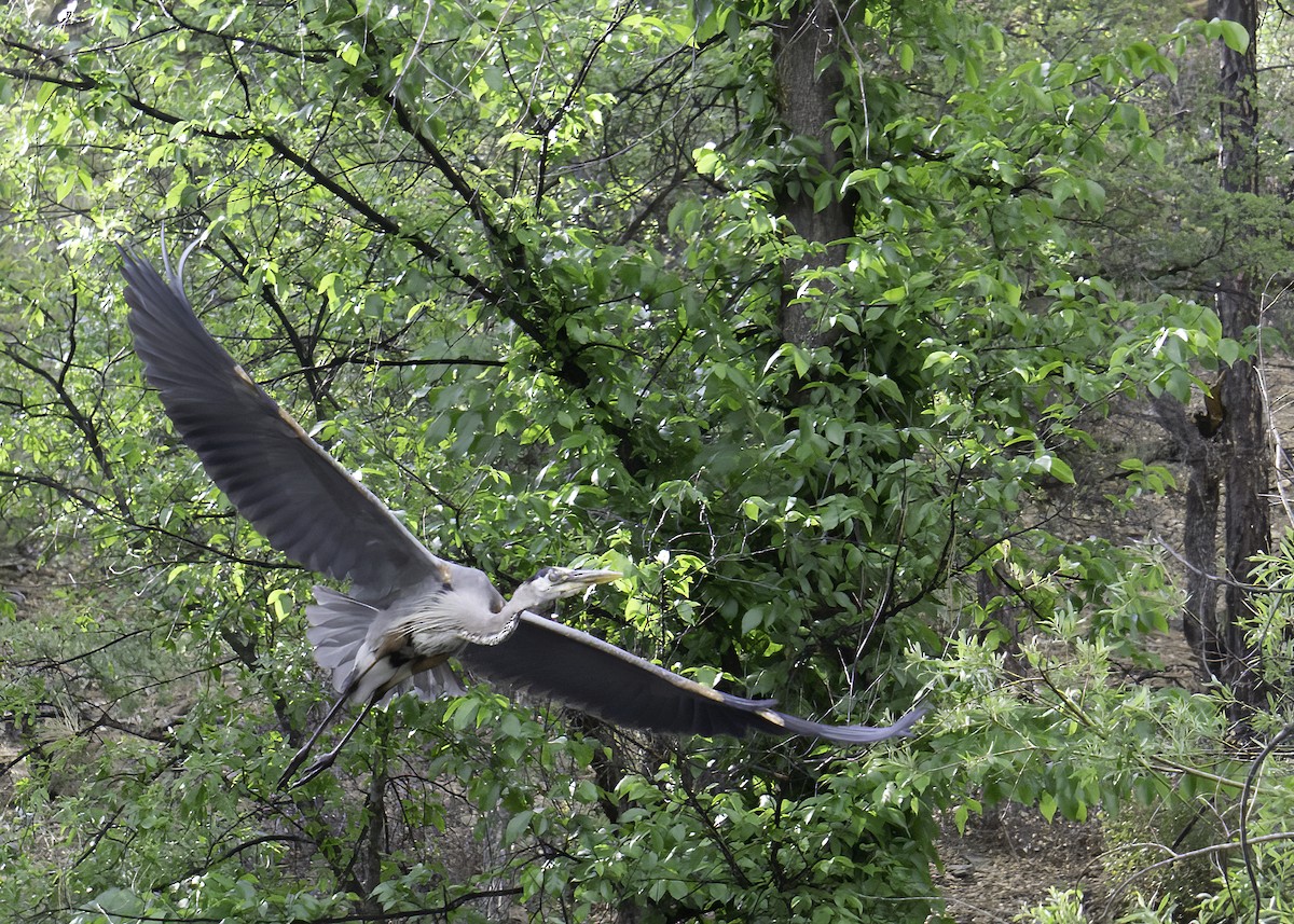 Great Blue Heron - ML642104733