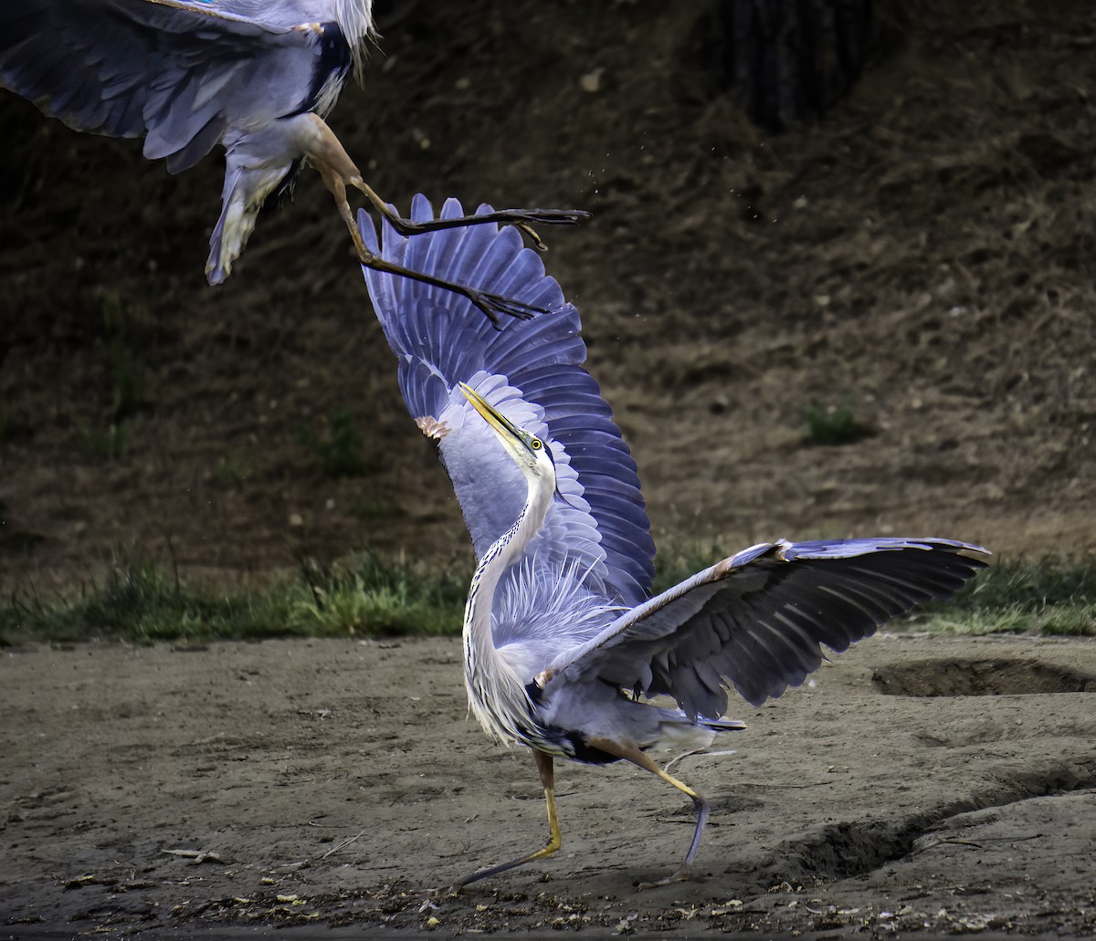 Great Blue Heron - ML642104734