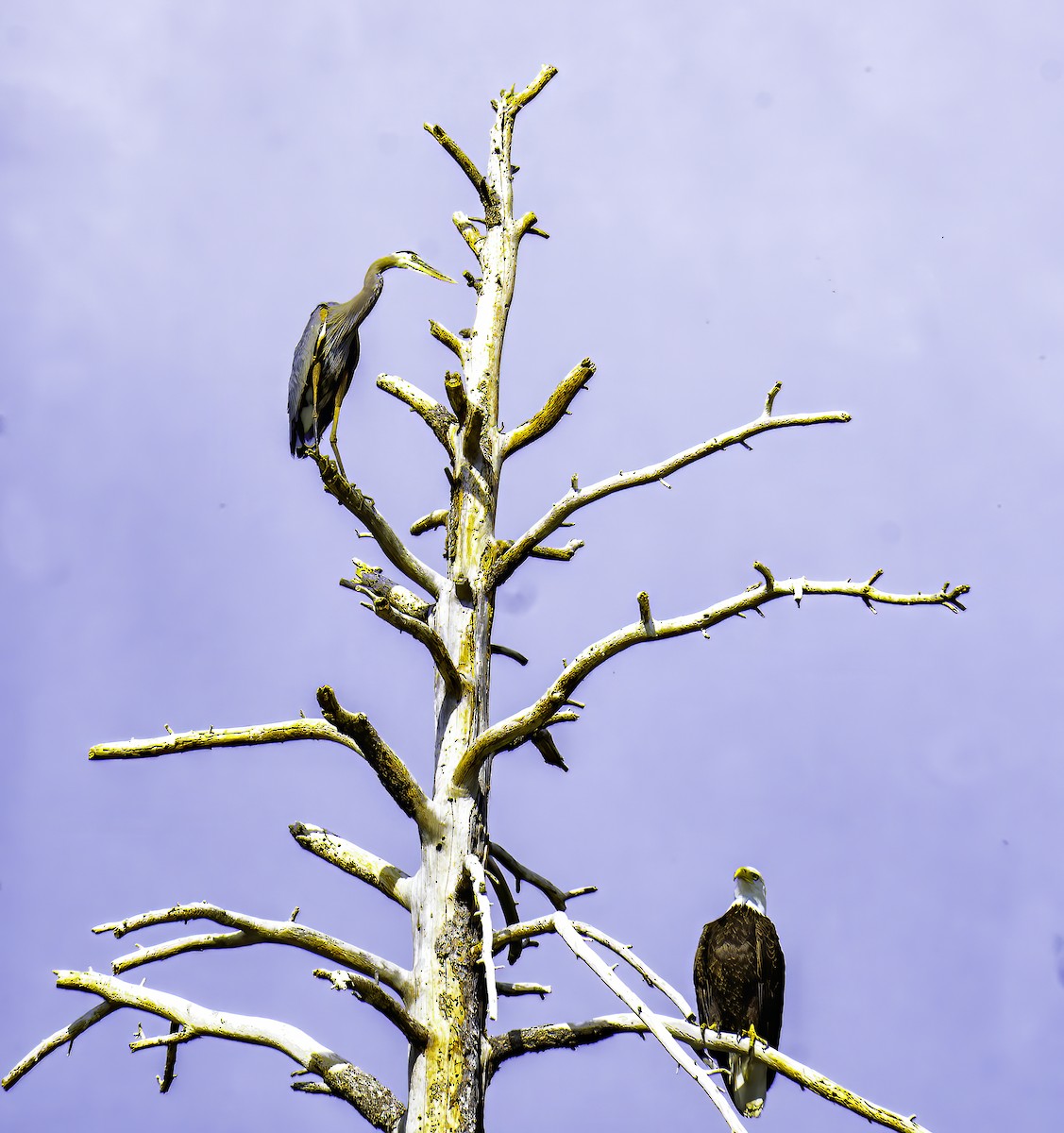 Bald Eagle - ML642104739