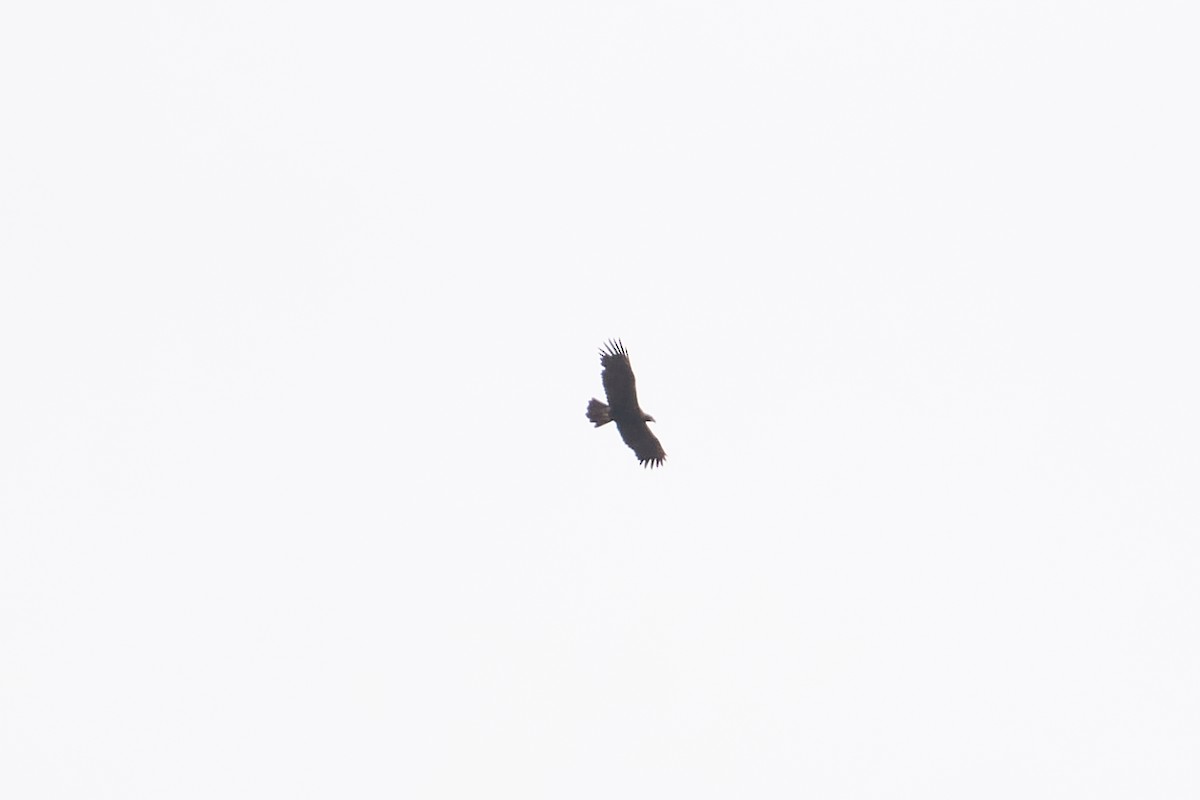 Aquila reale - ML642104743