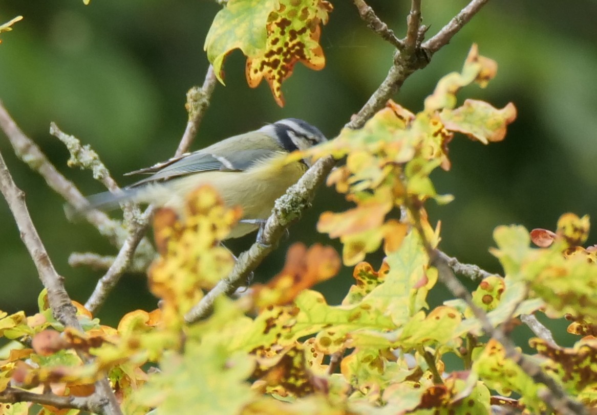 Eurasian Blue Tit - ML642104744