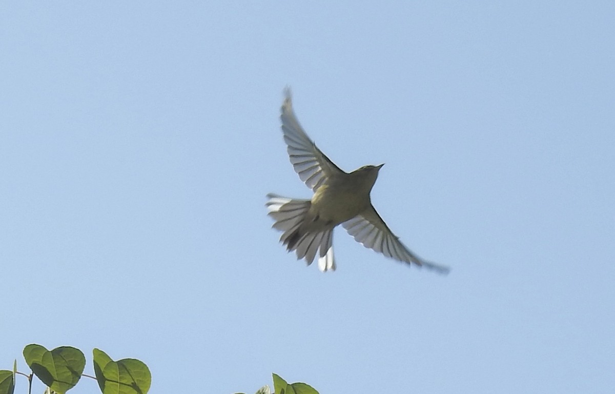 Ruby-crowned Kinglet - ML642104747