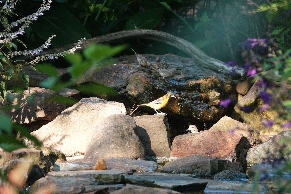 trupiál baltimorský - ML642104763