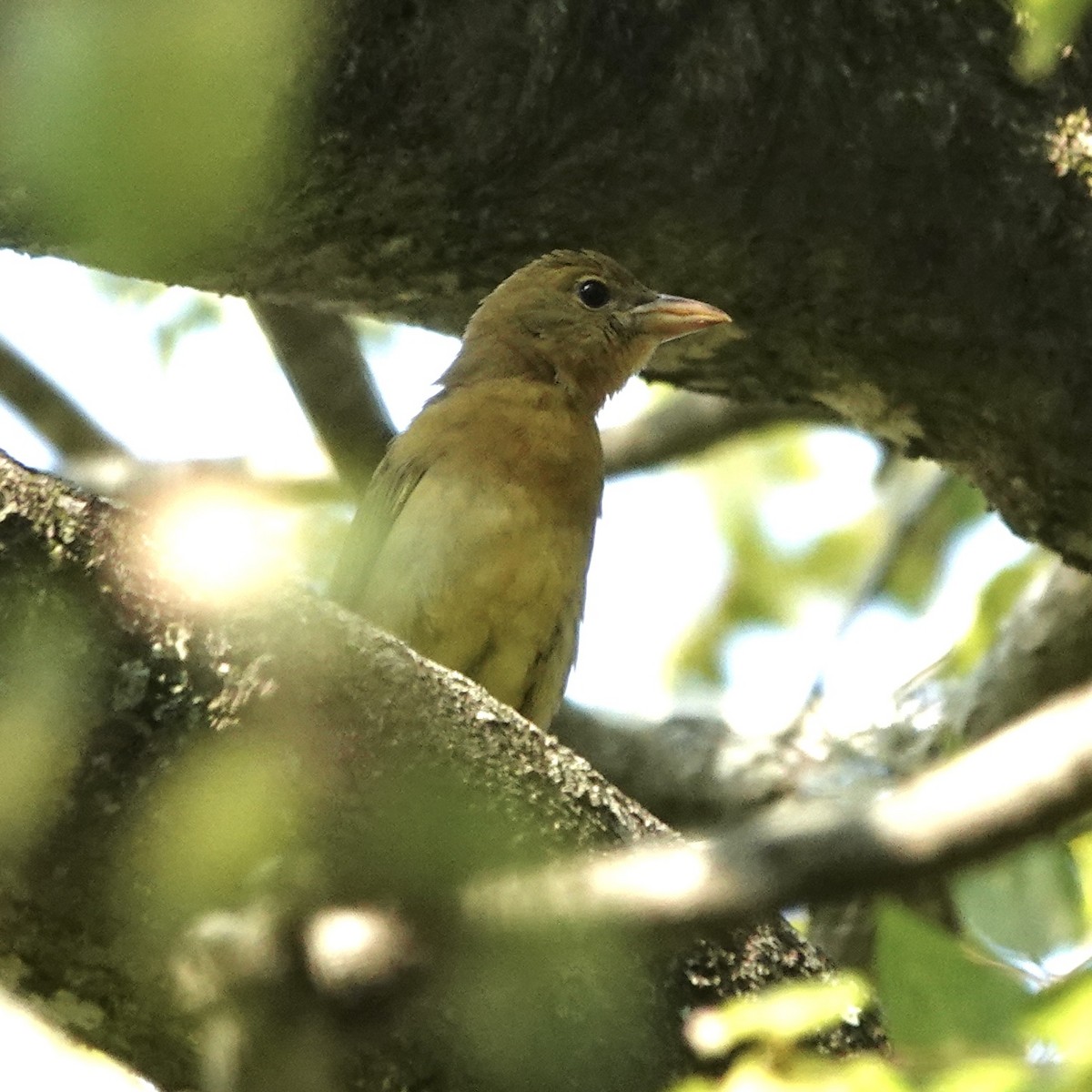 piranga ohnivá - ML642104779