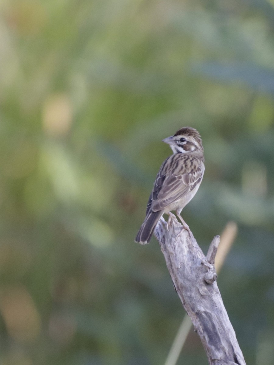 Lark Sparrow - ML642104787