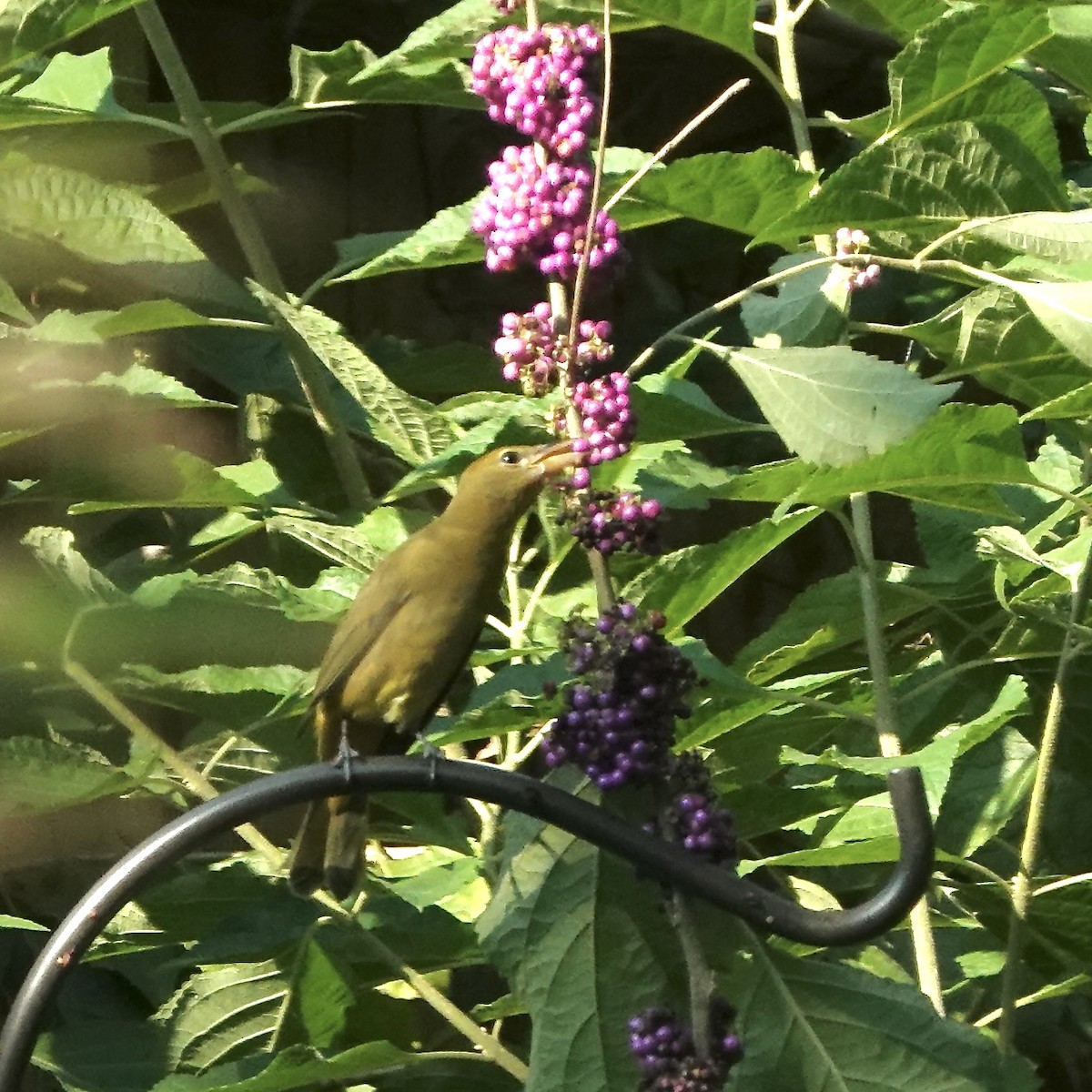 piranga ohnivá - ML642104788