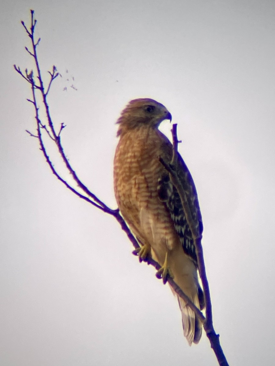 Red-shouldered Hawk - ML642104789