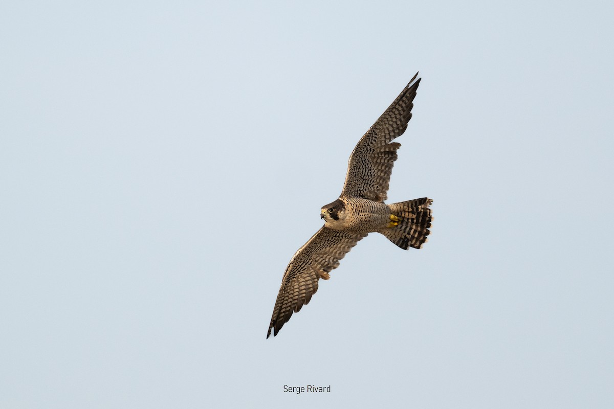 Peregrine Falcon - ML642104792