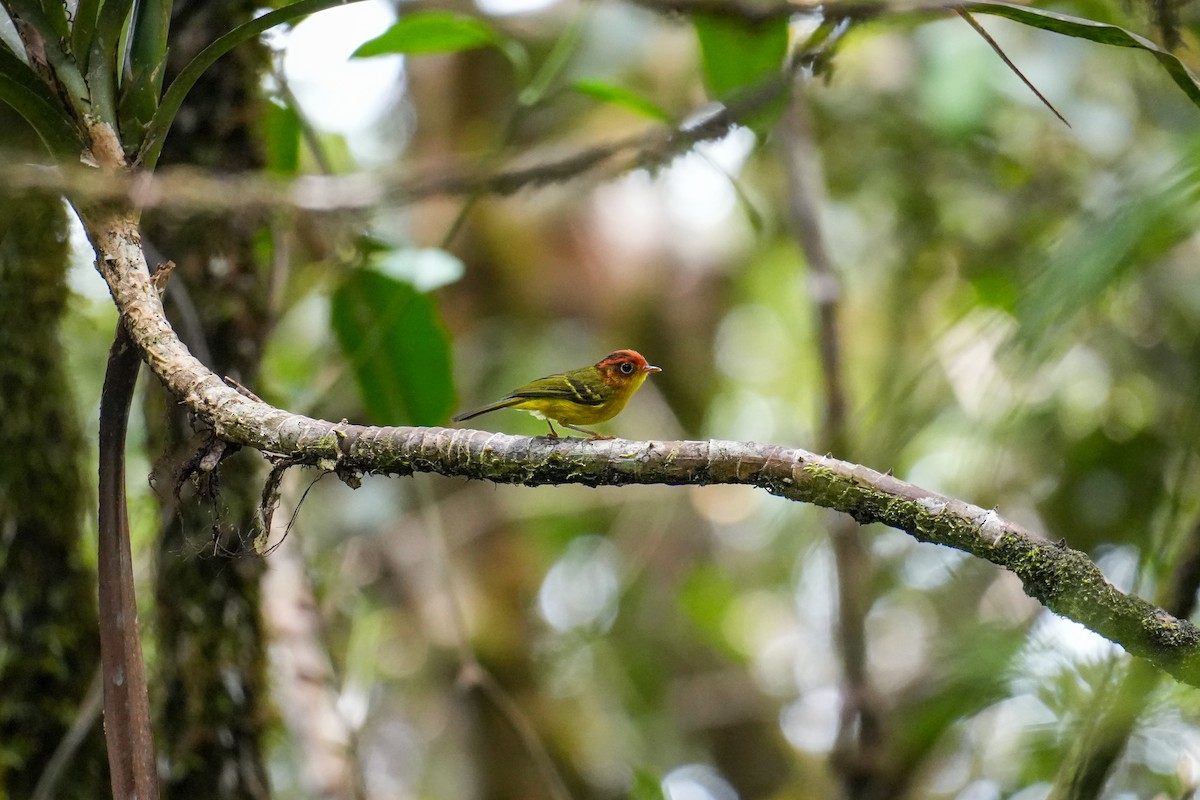 Yellow-breasted Warbler - ML642104803