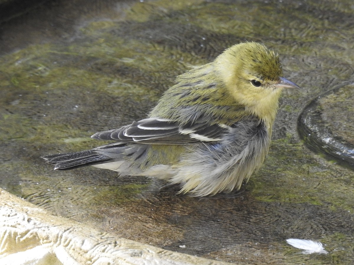 Bay-breasted Warbler - ML642104813