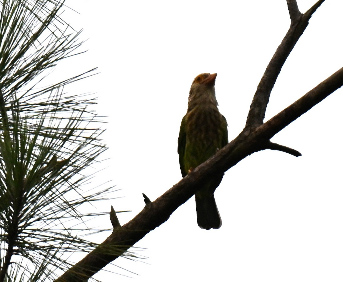 Lineated Barbet - ML642104814
