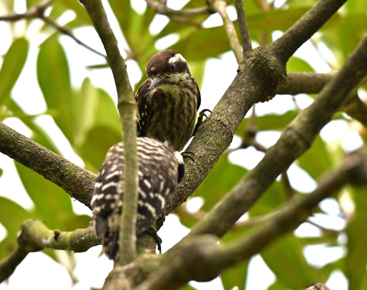 Sunda Pygmy Woodpecker - ML642104816