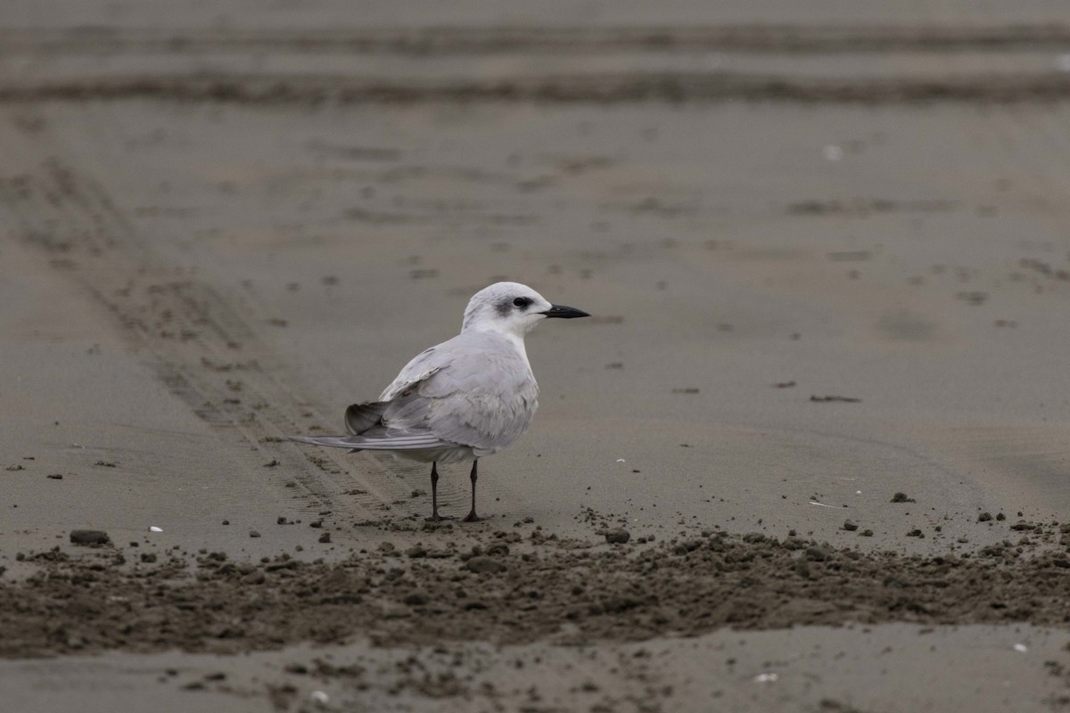 Gull-billed Tern - ML642104820