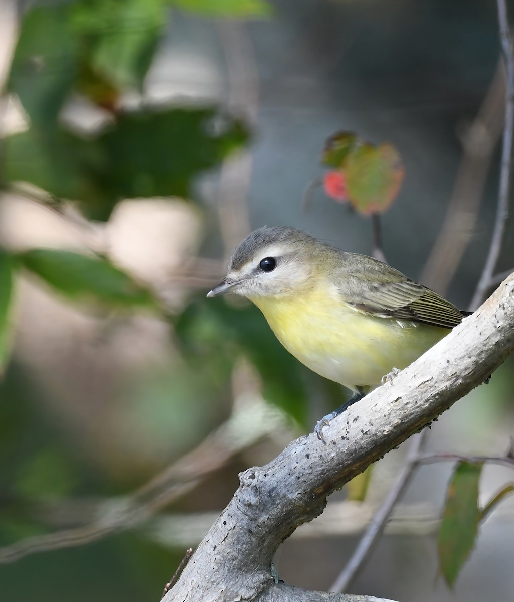 Philadelphia Vireo - ML642104821