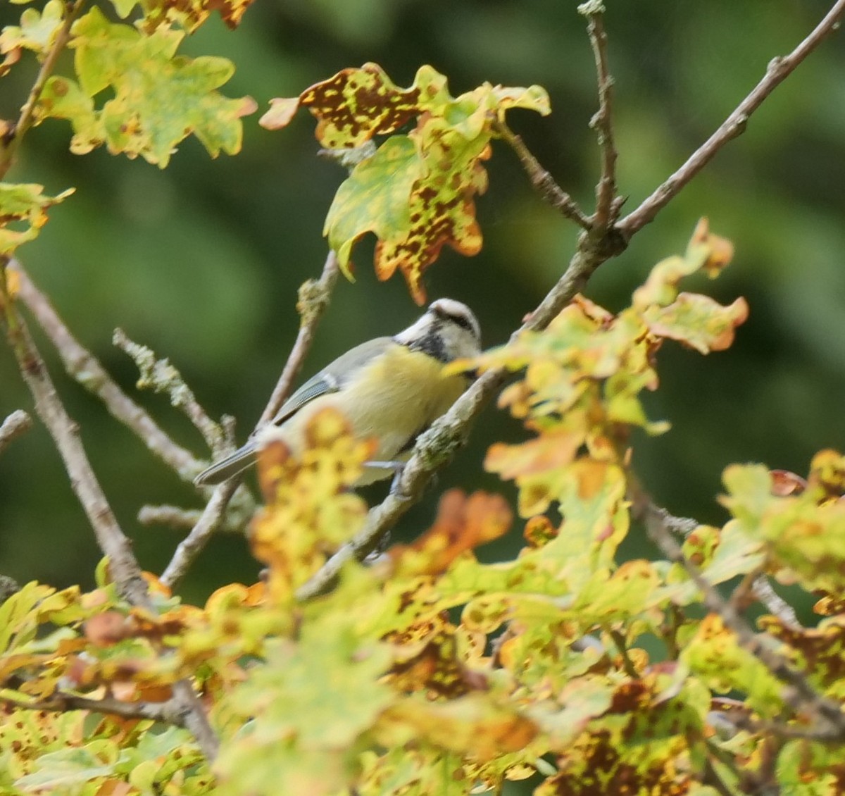 Eurasian Blue Tit - ML642104822