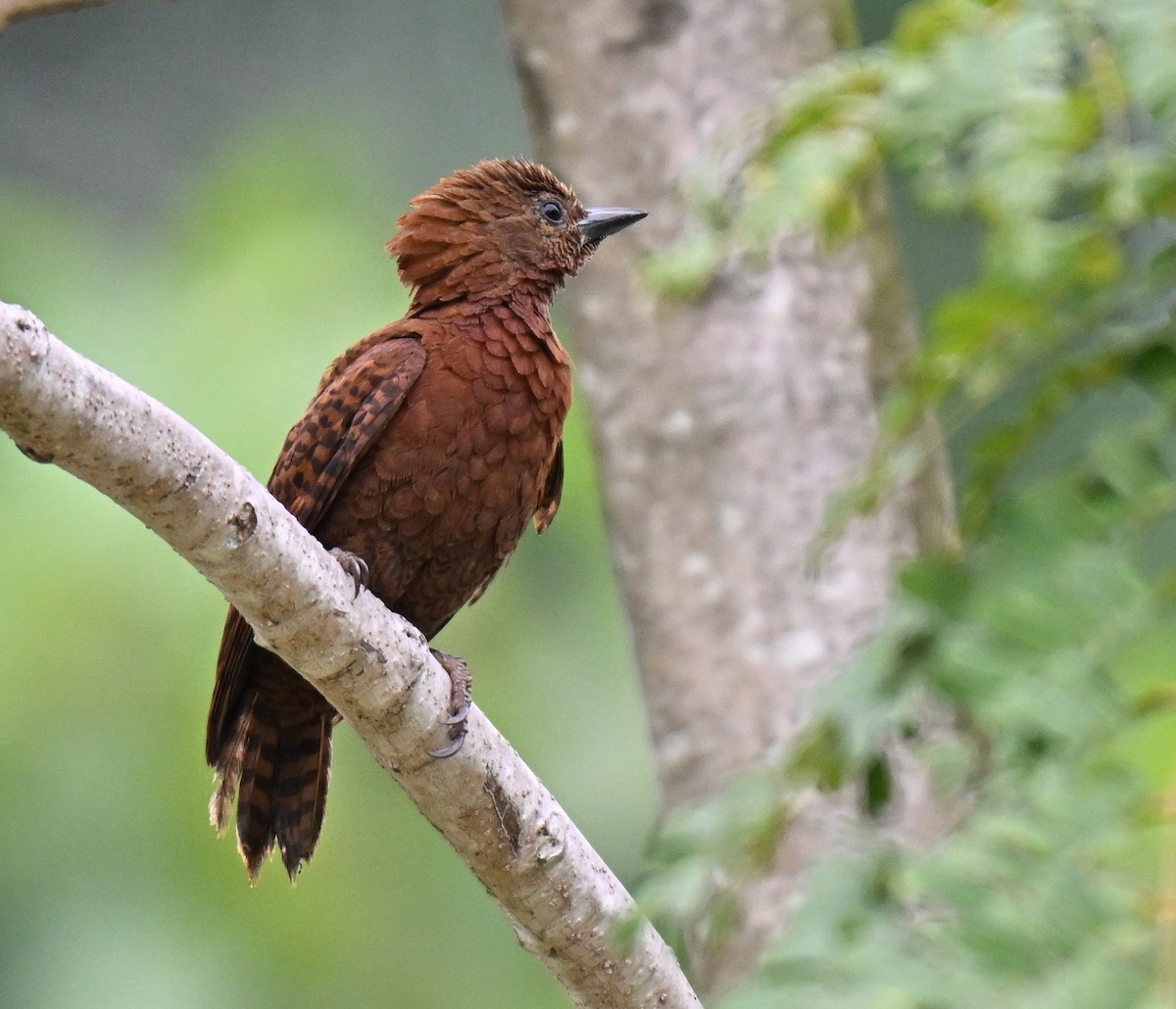 Rufous Woodpecker - ML642104823