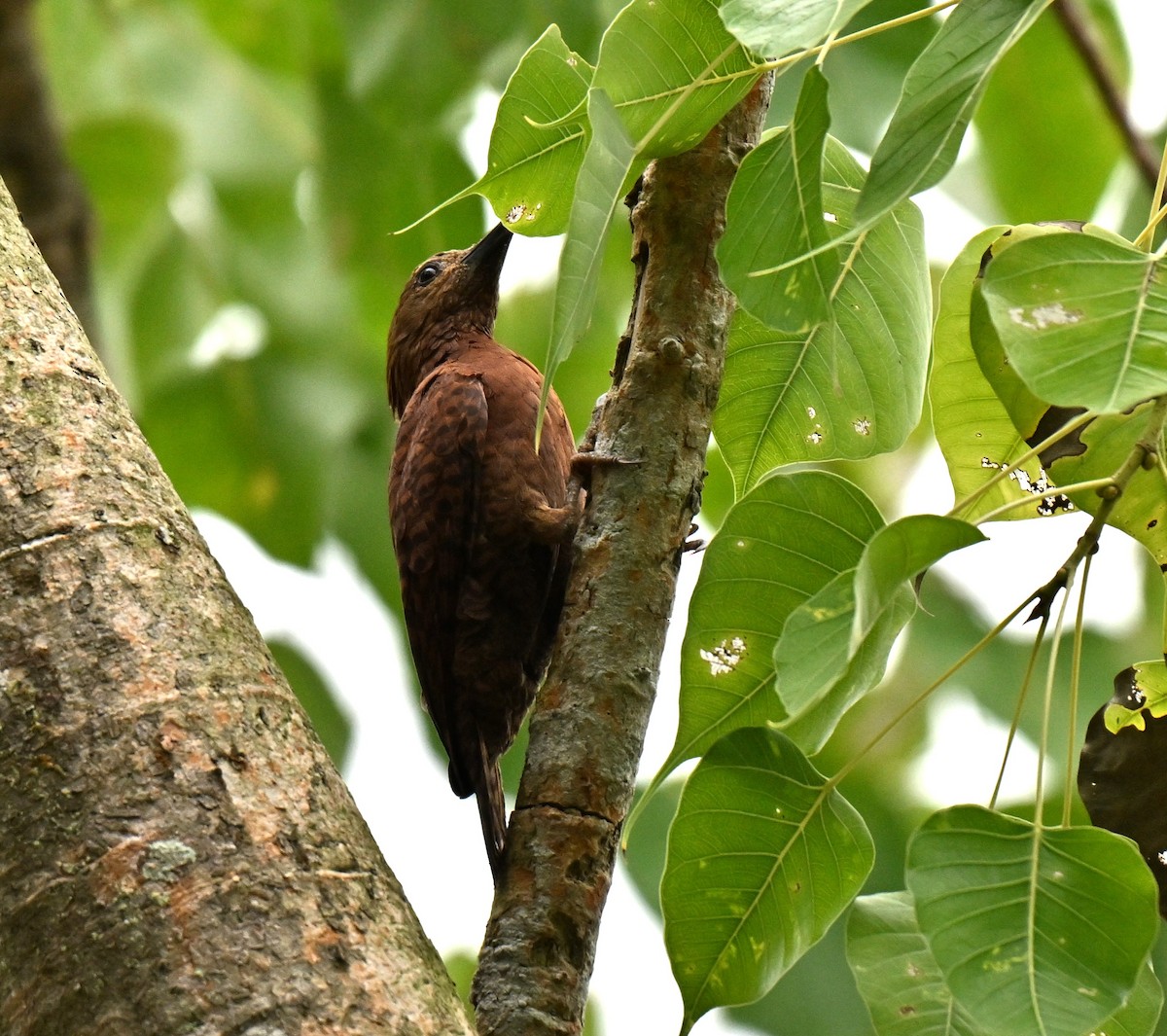 Rufous Woodpecker - ML642104824